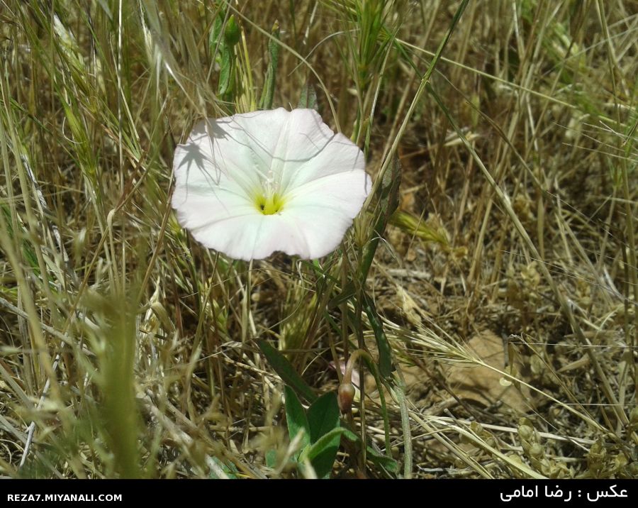 عکس : رضا امامی