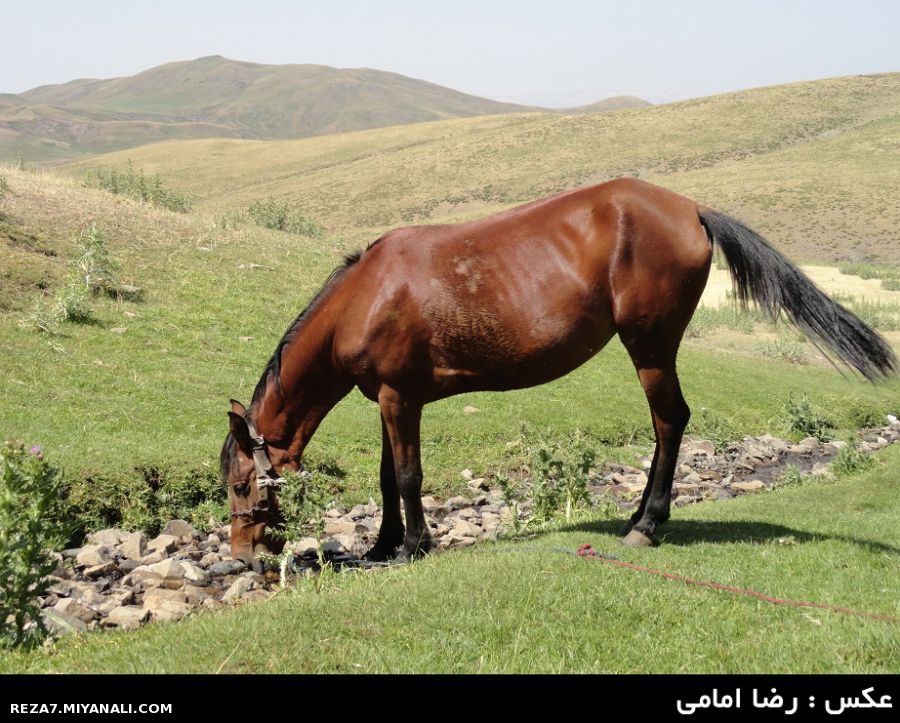 عکس : رضا امامی