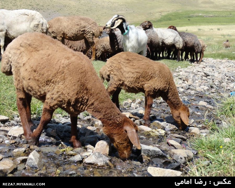 عکس : رضا امامی