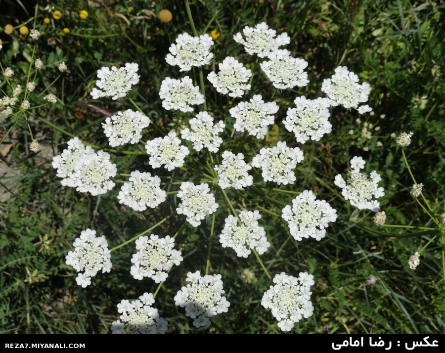 عکس : رضا امامی