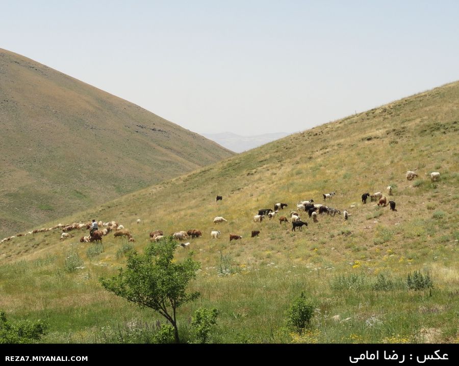 عکس : رضا امامی