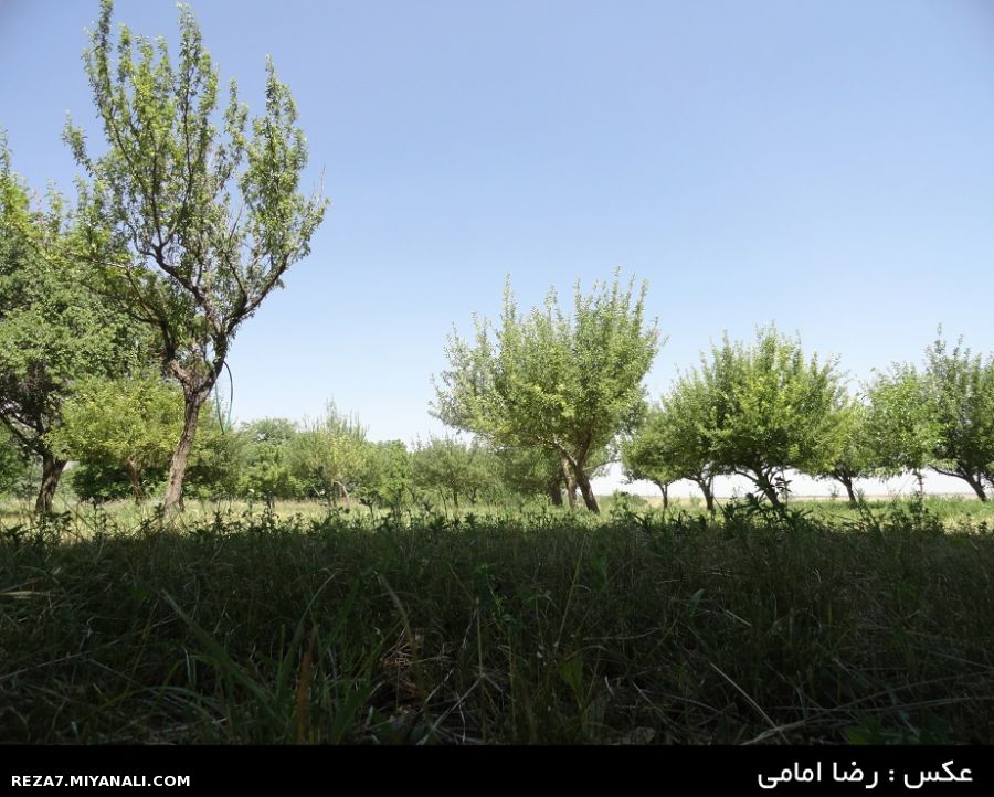 عکس : رضا امامی
